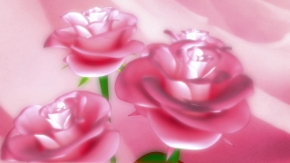 Footage No Copyright, Pink, Flower, Rose, Petal, Gift