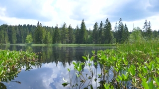 Free  Blood Stock Footage, Swamp, Wetland, Land, Lake, Forest