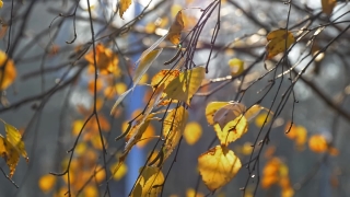 Free  Download Video, Tree, Woody Plant, Vascular Plant, Gorse, Shrub