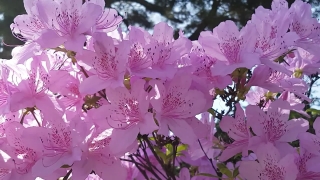 Free  Jellyfish Stock Footage, Rhododendron, Shrub, Woody Plant, Vascular Plant, Plant