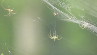 Free  Steam Stock Video, Spider Web, Spider, Web, Arachnid, Trap