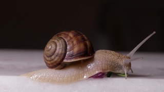 Free  Stock Footage, Snail, Gastropod, Mollusk, Invertebrate, Animal