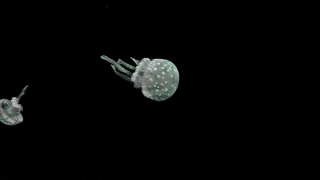 Free  Stock Videos, Coelenterate, Invertebrate, Animal, Ball, Golf