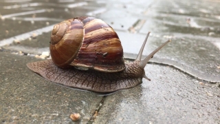 Free  Storm Clouds Stock Footage, Snail, Gastropod, Mollusk, Invertebrate, Slow