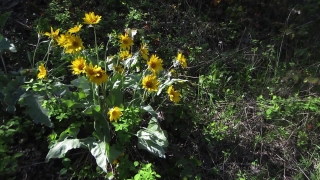 Free  Videos Download, Herb, Vascular Plant, Plant, Sunflower, Flower