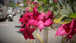 Free  Videos Download, Shrub, Plant, Woody Plant, Flower, Impala Lily