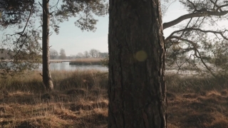 Free 1980s Stock Footage, Tree, Megalith, Memorial, Forest, Woody Plant