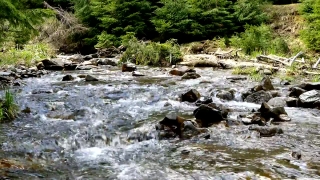 Free 3d Video Animation, Forest, River, Land, Stream, Water