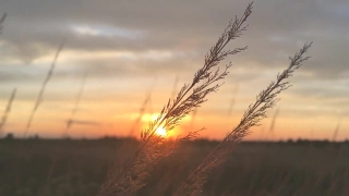 Free 4k Video Footage Download, Sky, Wheat, Atmosphere, Landscape, Field