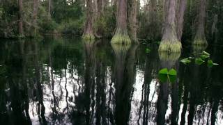 Free 4k Video Footage Download, Swamp, Wetland, Land, Forest, Tree