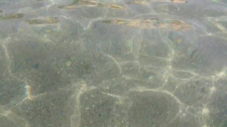 Free 4k Video, Stingray, Ray, Water, Sea, Pattern