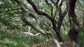 Free 6k Stock Footage, Tree, Woody Plant, Vascular Plant, Forest, Plant