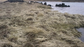 Free 8mm Film Leader Stock Footage, Dune, Sand, Ocean, Landscape, Beach