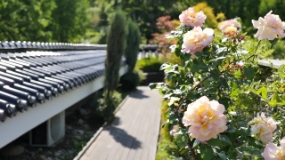 Free Abstract Footage, Flower, Rose, Shrub, Flowers, Plant