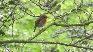 Free Abstract Stock Footage, Finch, Bird, Junco, Brambling, Wildlife