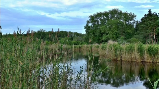 Free Abstract Video Backgrounds, Swamp, Wetland, Land, Lake, Water