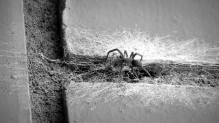 Free Action Stock Footage, Spider, Arachnid, Tarantula, Arthropod, Barn Spider