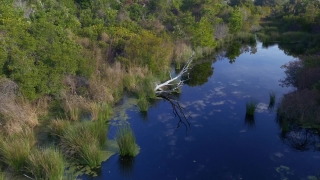 Free Alpha Channel Stock Footage, Lake, Water, Landscape, Forest, Tree