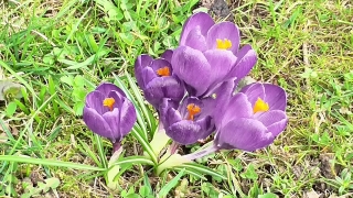 Free Animated Background Hd, Crocus, Bulbous Plant, Vascular Plant, Plant, Flower