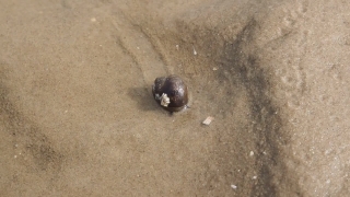 Free Animated Backgrounds Windows 7, Dung Beetle, Sand, Beetle, Beach, Sea