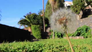 Free Animated Movie Backgrounds, Dandelion, Herb, Plant, Flower, Summer