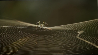 Free Animation Video Clip, Spider Web, Web, Insect, Spider, Arthropod