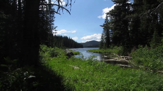 Free Animation Video Clips, Tree, Landscape, Forest, Swamp, River