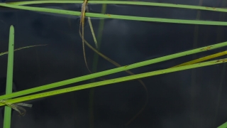 Free Animation Video Clips, Walking Stick, Insect, Light, Digital, Arthropod