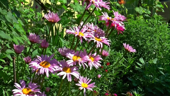 Free Animations For Videos, Daisy, Flower, Plant, Aster, Blossom