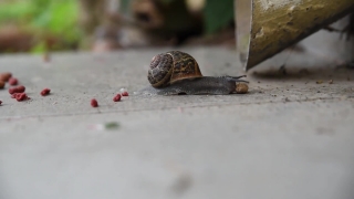 Free Apa Itu Video Footage, Snail, Gastropod, Mollusk, Invertebrate, Animal