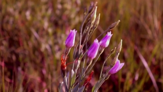 Free Apple Stock Footage, Herb, Vascular Plant, Plant, Flower, Blossom