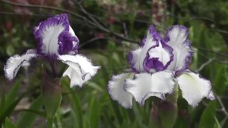 Free Archive Footage Library, Vascular Plant, Plant, Flower, Herb, Iris