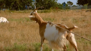 Free Atlanta Stock Footage, Mammal, Calf, Livestock, Grass, Young Mammal