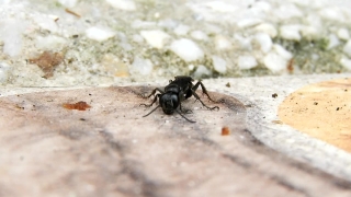 Free Audience Clapping Stock Footage, Ant, Insect, Arthropod, Invertebrate, Close