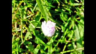 Free Axiom Stock Footage, Pink, Flower, Plant, Vascular Plant, Petal