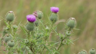 Free B Roll Download, Herb, Vascular Plant, Plant, Vegetable, Milk Thistle