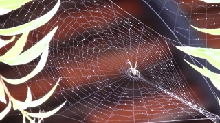 Free B Roll No Copyright, Spider Web, Cobweb, Web, Spider, Trap