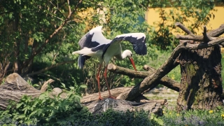 Free Background Clips, White Stork, Stork, Wading Bird, Bird, Aquatic Bird