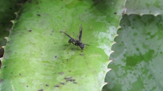 Free Background Footage, Insect, Beetle, Long-horned Beetle, Arthropod, Invertebrate