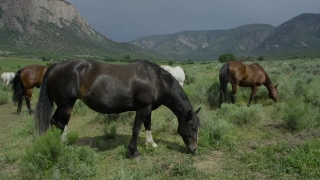 Free Background For Worship, Horse, Horses, Grass, Ranch, Farm