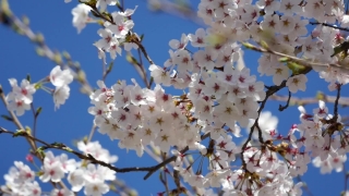 Free Background Moving Animation, Almond, Tree, Branch, Spring, Blossom