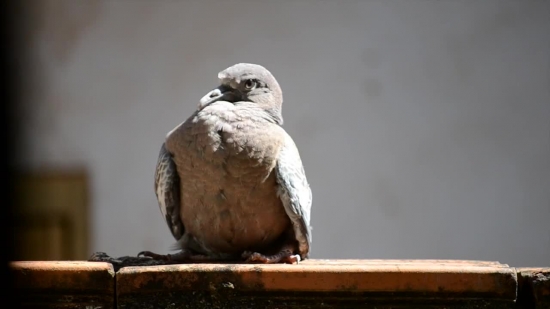 Free Background Video Clips, Dove, Bird, Beak, Wildlife, Feathers