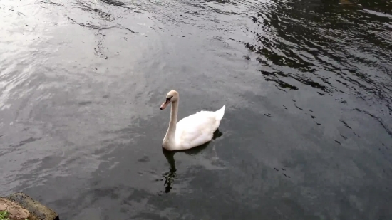 Free Background Video Loops Download, Spoonbill, Wading Bird, Aquatic Bird, Bird, Pelican