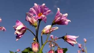 Free Beach Stock Footage, Flower, Shrub, Pink, Petal, Plant