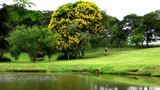 Free Beachfront B Roll Super 8, Tree, Woody Plant, Vascular Plant, Landscape, Plant