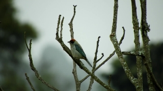 Free Beautiful Stock Footage, Bee Eater, Bird, Wildlife, Tree, Wild