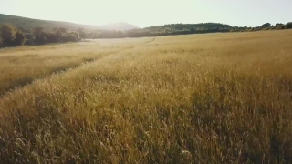 Free Best Motion Backgrounds, Wheat, Steppe, Plain, Land, Field