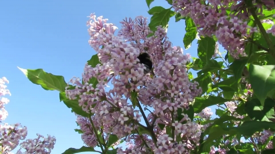 Free Best No Copyright Video For Youtube, Lilac, Flower, Plant, Tree, Spring