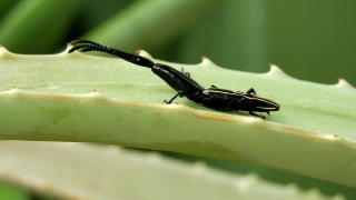 Free Best Stock Video Sites, Long-horned Beetle, Beetle, Insect, Arthropod, Invertebrate