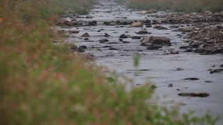 Free Best Website For Stock Footage, Water, Swamp, Lake, River, Shorebird